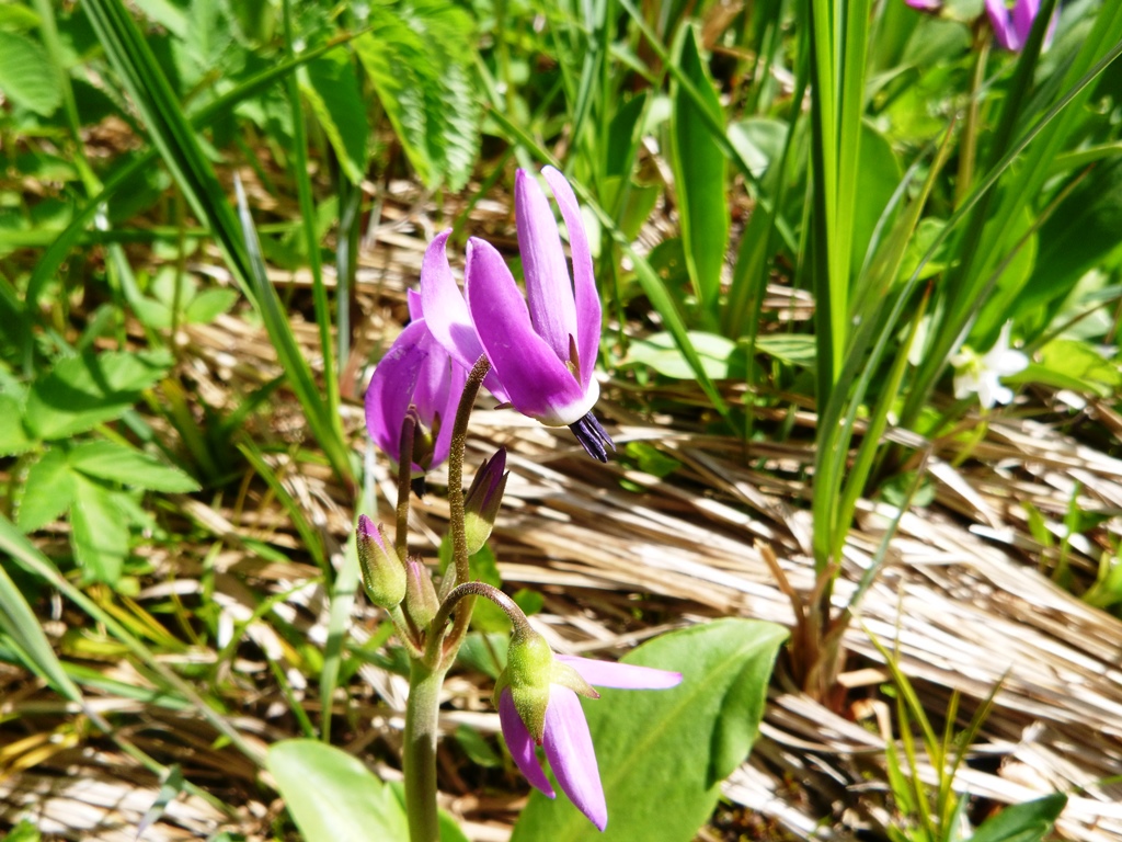 shooting-star-red-strathcona-wilderness-institute