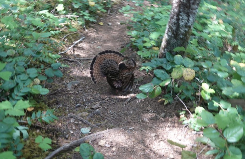 Ruffed Grouse (Bonasa umbellus)